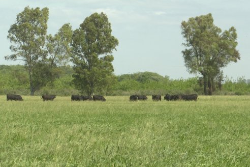 Jornada GENTOS en La Nueva Trinidad, Gdor.Mansilla - Poniendo el foco en las pasturas para una ganaderia más rentable