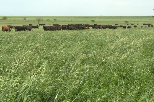 Jornada GENTOS en La Nueva Trinidad, Gdor.Mansilla - Poniendo el foco en las pasturas para una ganaderia más rentable