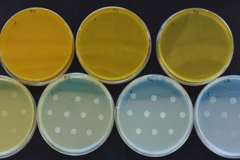 Hay una alternativa frente a la resistencia a los antimicrobianos