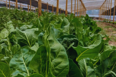 En INTA impulsan el uso de bioles, los abonos líquidos fermentados