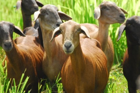 El que quiera saber de cría ovina en Paraguay tiene que ir a Oro Verde