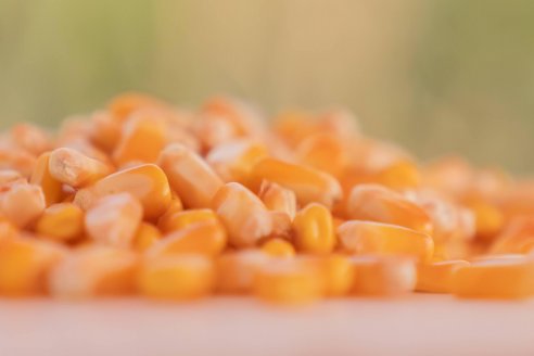 En tardía, la plasticidad genética ajusta los rindes de maíz