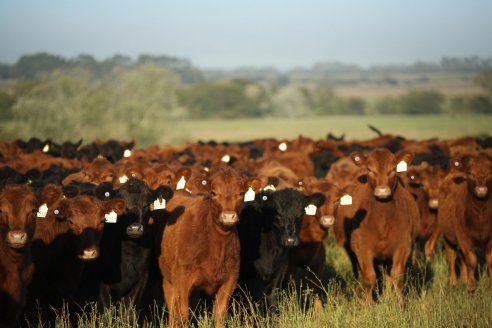 Biogénesis Bagó presenta Agtech, su nueva división de soluciones tecnológicas