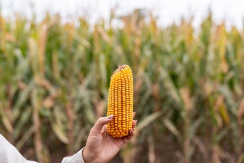 La genética tardía está desarrollada con mejores estándares