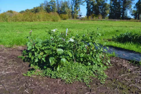Con radiación solar reducen hasta 50% la aparición de malezas