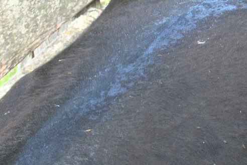 Campo Che Reta - Departamento Villaguay - Combate de garrapata en ganado bovino