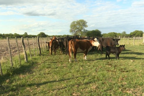 Campo Che Reta - Departamento Villaguay - Combate de garrapata en ganado bovino