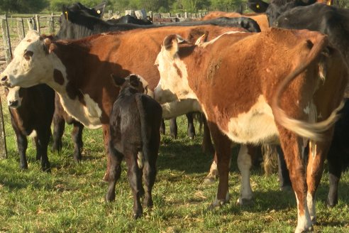 Campo Che Reta - Departamento Villaguay - Combate de garrapata en ganado bovino