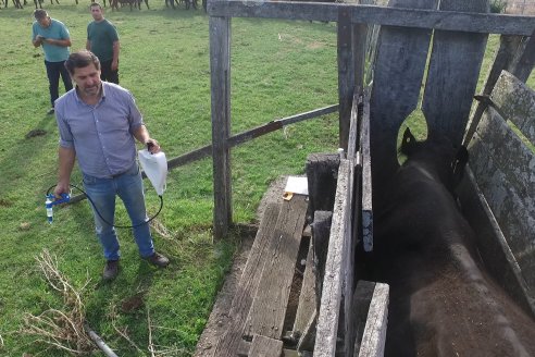 Campo Che Reta - Departamento Villaguay - Combate de garrapata en ganado bovino