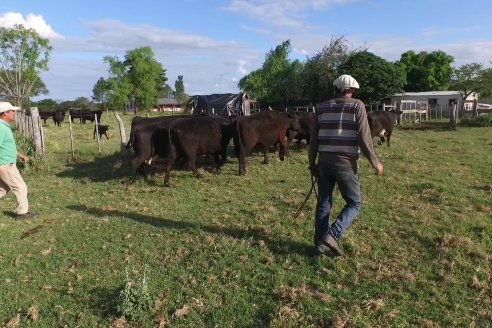 Campo Che Reta - Departamento Villaguay - Combate de garrapata en ganado bovino