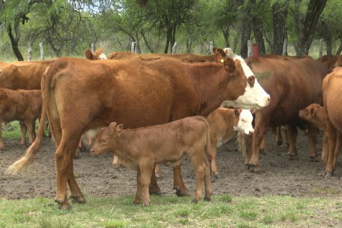 Campo El Rincón - Departamento Villaguay - Combate de garrapata en ganado bovino
