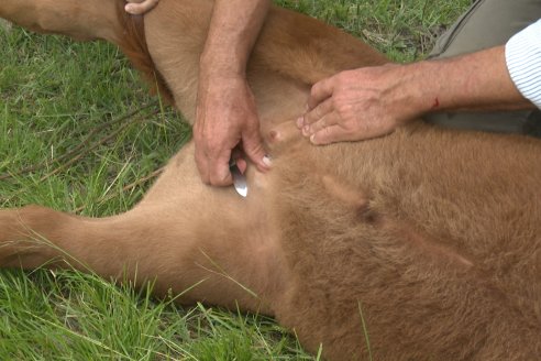 Campo El Rincón - Departamento Villaguay - Combate de garrapata en ganado bovino