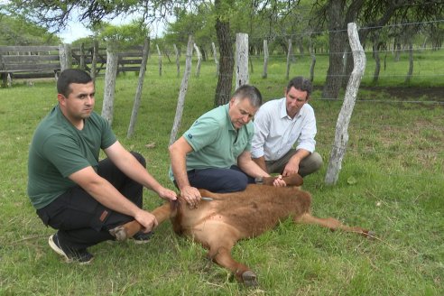 Campo El Rincón - Departamento Villaguay - Combate de garrapata en ganado bovino