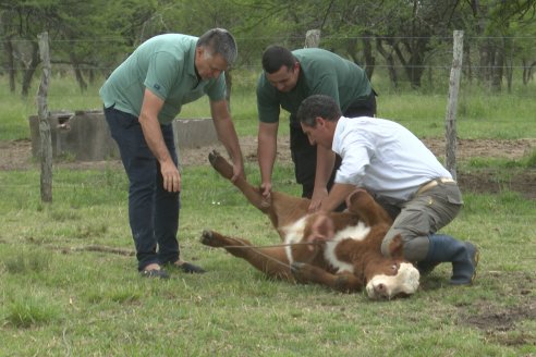 Campo El Rincón - Departamento Villaguay - Combate de garrapata en ganado bovino