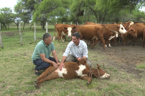 Campo El Rincón - Departamento Villaguay - Combate de garrapata en ganado bovino