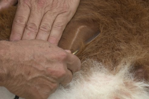 Campo El Rincón - Departamento Villaguay - Combate de garrapata en ganado bovino