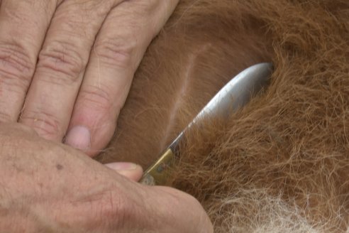 Campo El Rincón - Departamento Villaguay - Combate de garrapata en ganado bovino