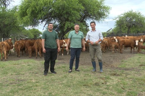 Campo El Rincón - Departamento Villaguay - Combate de garrapata en ganado bovino
