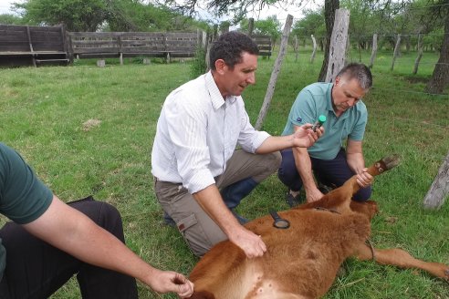 Campo El Rincón - Departamento Villaguay - Combate de garrapata en ganado bovino