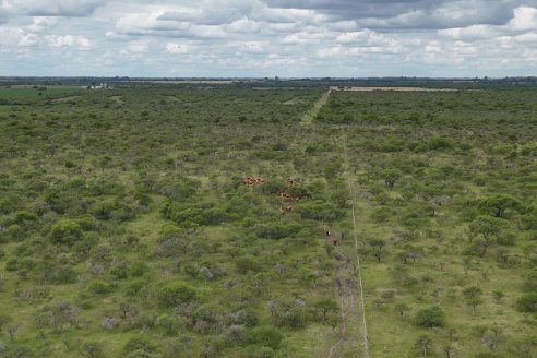 Campo El Rincón - Departamento Villaguay - Combate de garrapata en ganado bovino