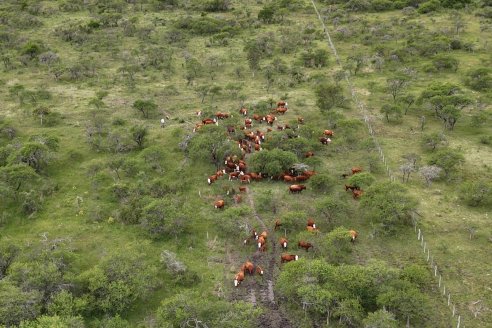 Campo El Rincón - Departamento Villaguay - Combate de garrapata en ganado bovino
