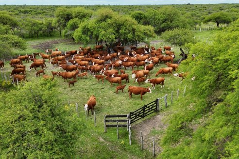 Campo El Rincón - Departamento Villaguay - Combate de garrapata en ganado bovino