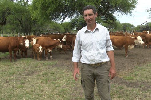 Campo El Rincón - Departamento Villaguay - Combate de garrapata en ganado bovino