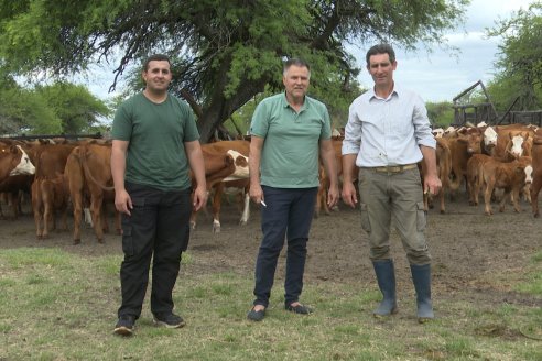 Campo El Rincón - Departamento Villaguay - Combate de garrapata en ganado bovino