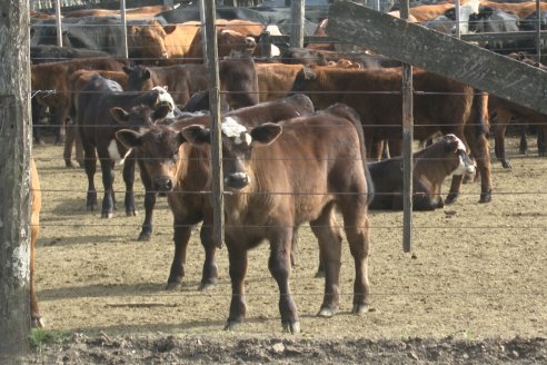 Campo La Amalia - Departamento Villaguay - Combate de garrapata en ganado bovino
