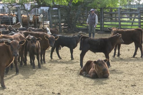 Campo La Amalia - Departamento Villaguay - Combate de garrapata en ganado bovino