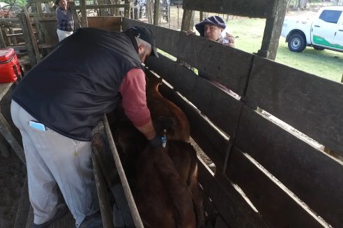 Campo La Amalia - Departamento Villaguay - Combate de garrapata en ganado bovino