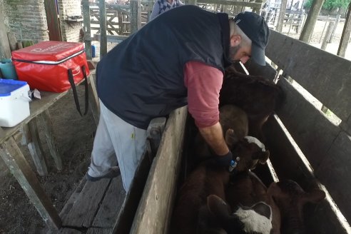 Campo La Amalia - Departamento Villaguay - Combate de garrapata en ganado bovino