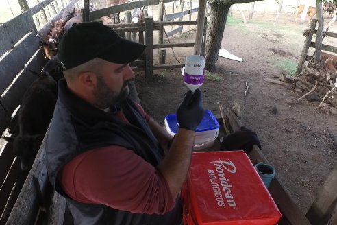 Campo La Amalia - Departamento Villaguay - Combate de garrapata en ganado bovino