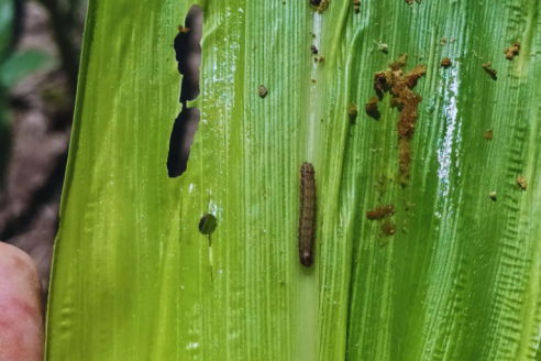 Alerta por ataques tempranos del gusano cogollero en cultivos de maíz