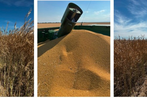 Comenzó a tranco lento la trilla de brassicaceas en suelos entrerrianos