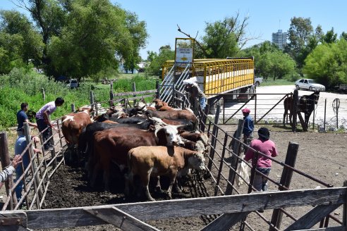Con el DUT se movieron casi ocho millones de cabezas en un año