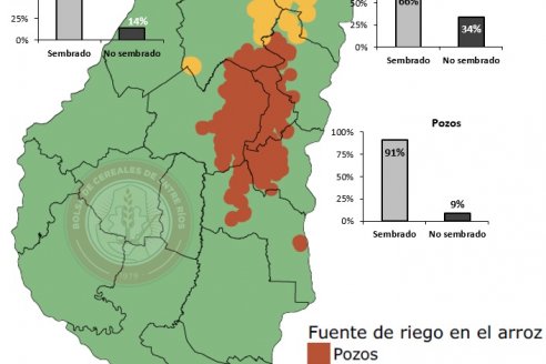 Ya casi se acaba la implantación del arroz entrerriano modelo 2026