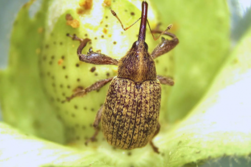 Expertos definen que la morfología del picudo algodonero varía según el contexto ambiental y estacional