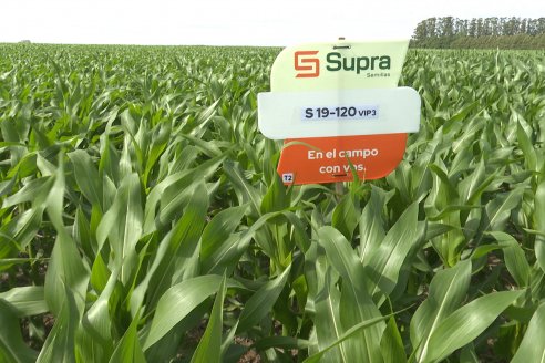 Reunión Regional Litoral de Distribuidores de SUPRA Semillas - Crespo, Entre Ríos