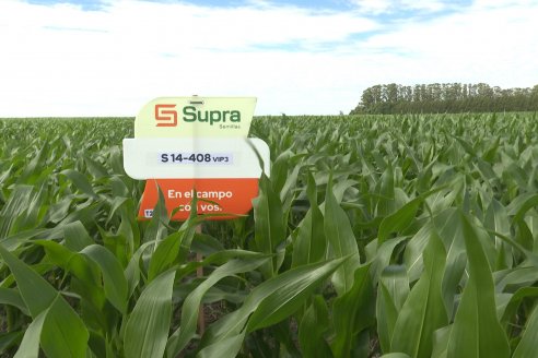 Reunión Regional Litoral de Distribuidores de SUPRA Semillas - Crespo, Entre Ríos