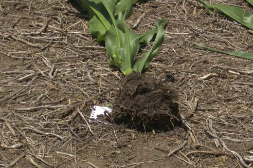 Reunión Regional Litoral de Distribuidores de SUPRA Semillas - Crespo, Entre Ríos