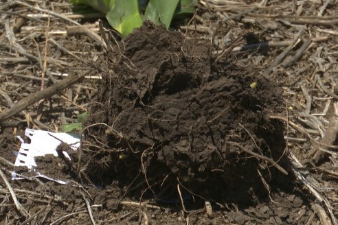 Reunión Regional Litoral de Distribuidores de SUPRA Semillas - Crespo, Entre Ríos