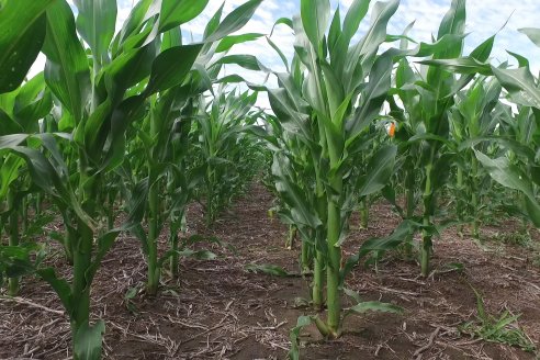 Reunión Regional Litoral de Distribuidores de SUPRA Semillas - Crespo, Entre Ríos