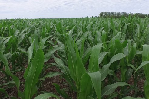 Reunión Regional Litoral de Distribuidores de SUPRA Semillas - Crespo, Entre Ríos