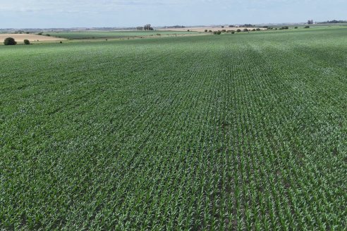 Reunión Regional Litoral de Distribuidores de SUPRA Semillas - Crespo, Entre Ríos