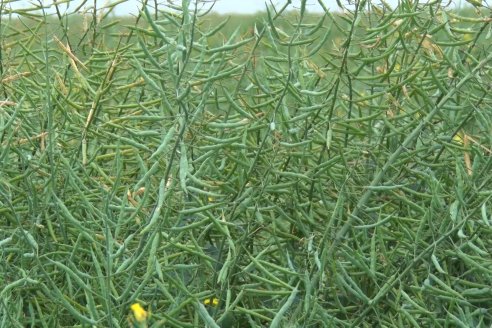 Visita a la Coop. Agric. Ganadera Aranguren Ltda.