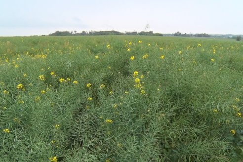Visita a la Coop. Agric. Ganadera Aranguren Ltda.