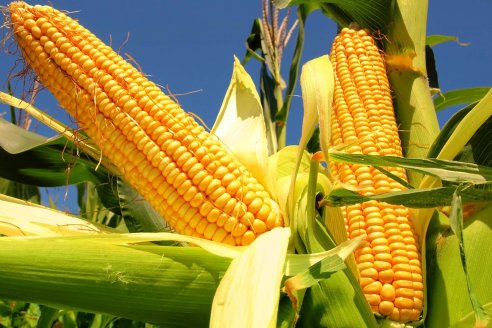 Con el índice IACA se pone fácil saber la performance del agro