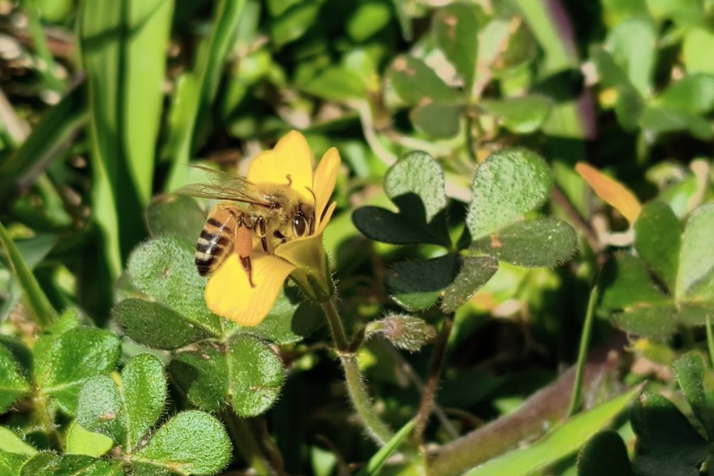 Polen: Con menos colmenas, mejora el umbral de la unidad económica