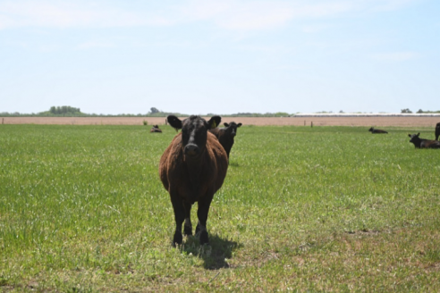Enumeran medidas para prevención y control de zoonosis